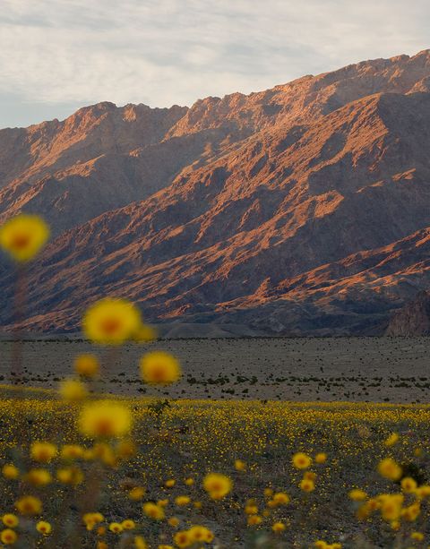 A field of yellow flowers in the foreground and an orange mountain in the background