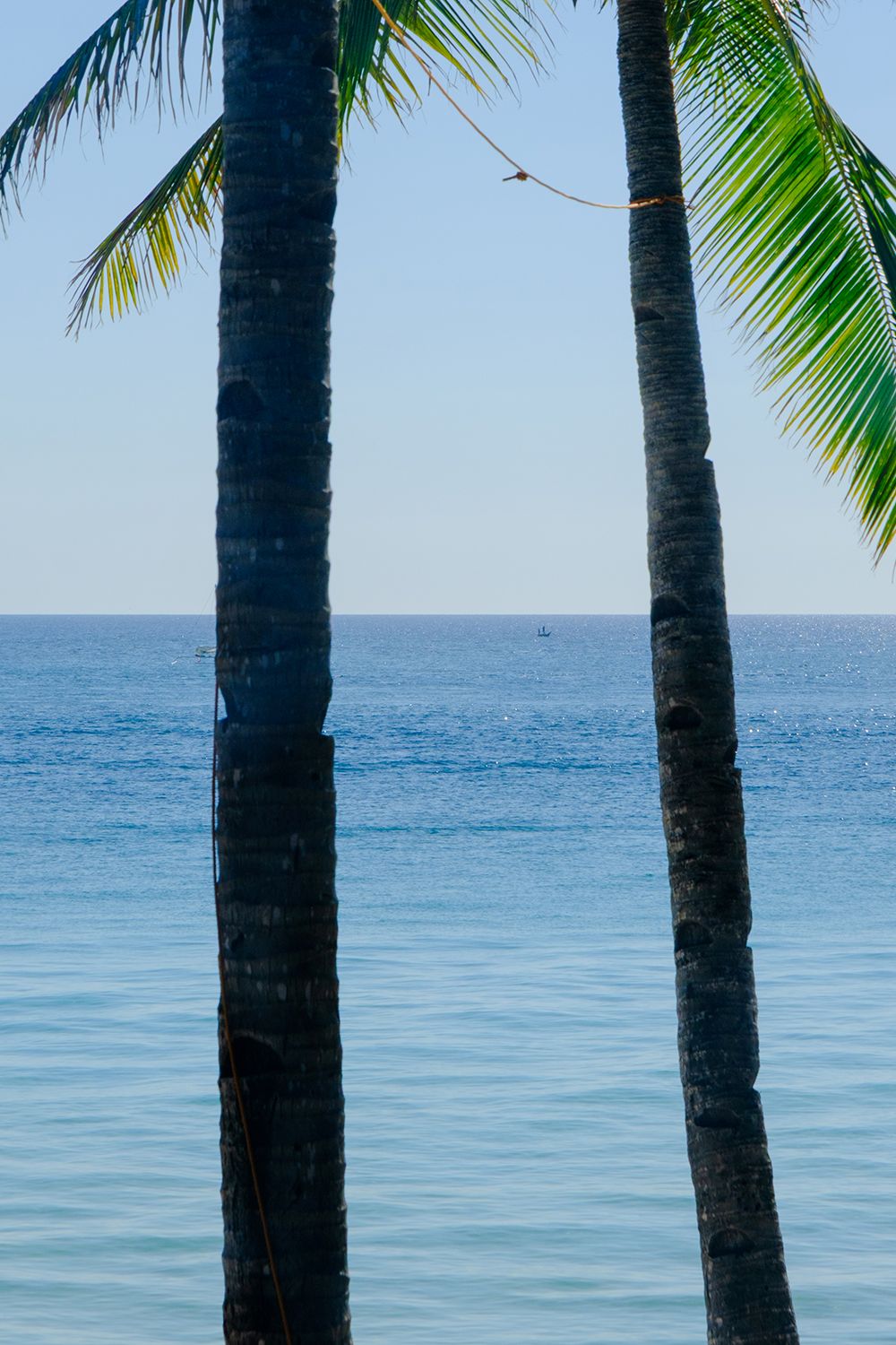 Two palm trees frame a serene ocean view under a clear blue sky, with gentle waves and distant horizon