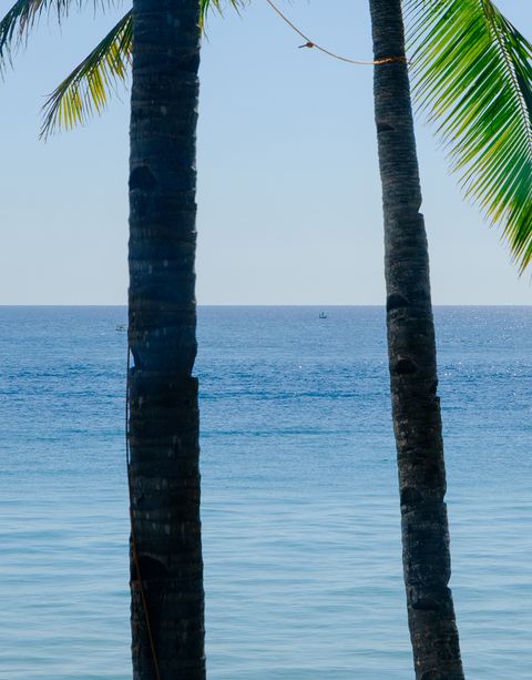 Two palm trees frame a serene ocean view under a clear blue sky, with gentle waves and distant horizon