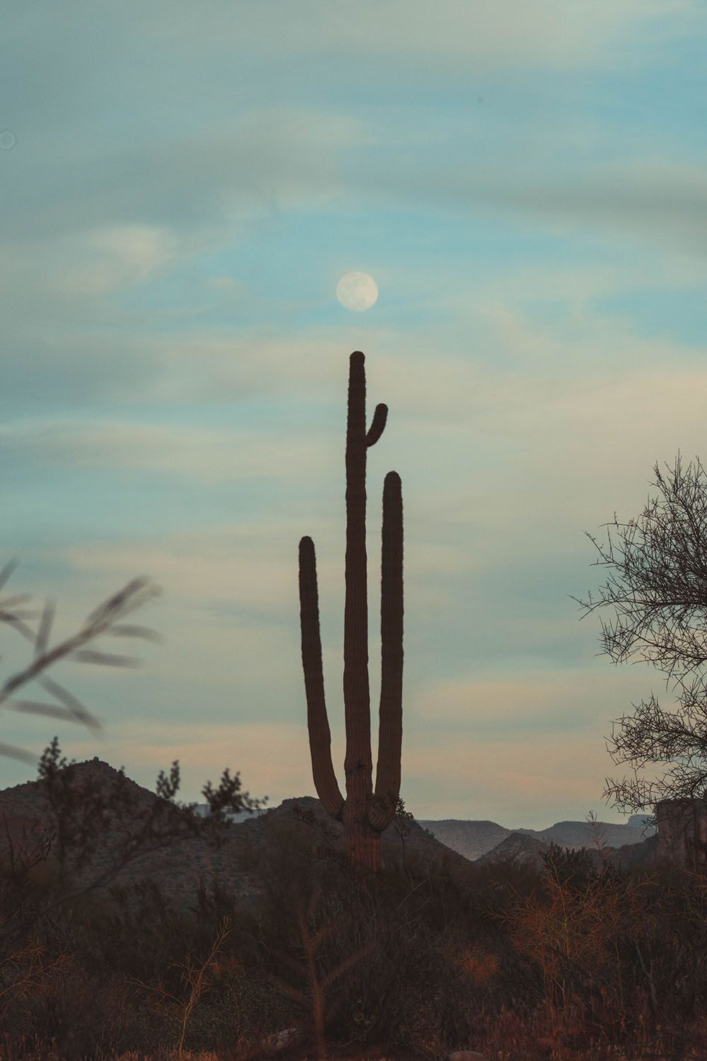 A thin cactus in silhouette with the moon in a dusk sky above