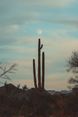 Gallery Image Thumbnail: 1