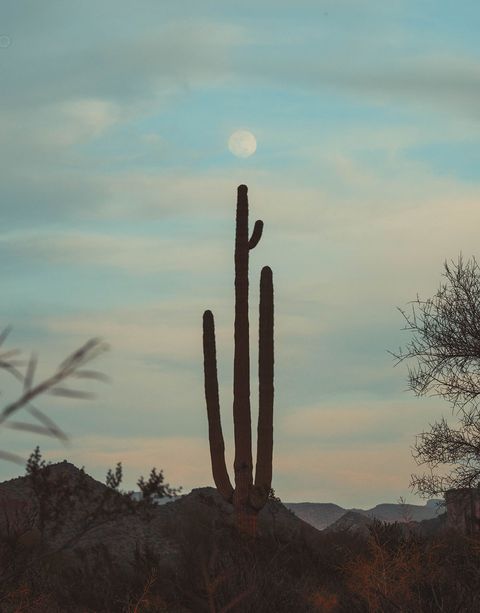 A thin cactus in silhouette with the moon in a dusk sky above