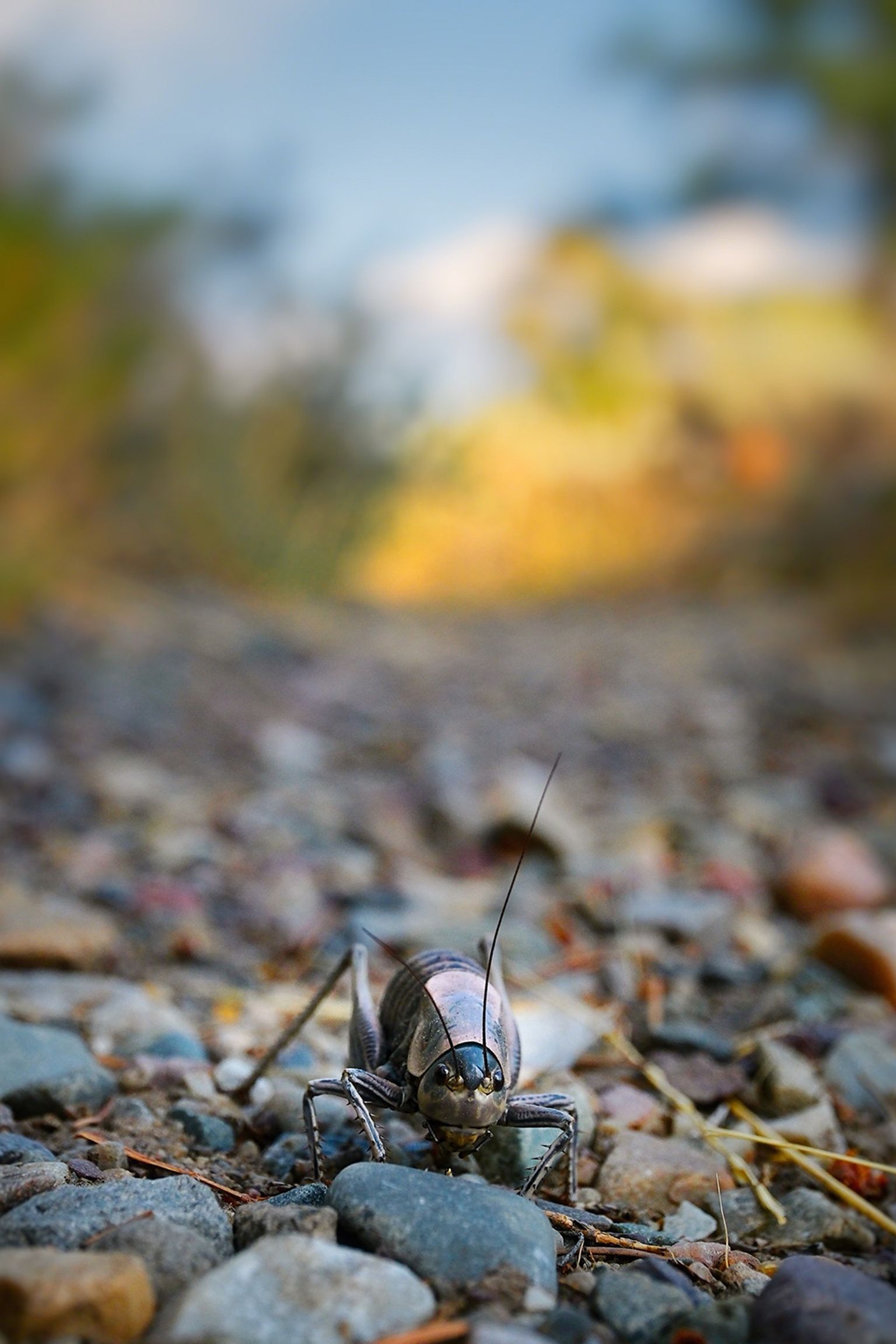 Close-up of a cricket on a rocky path, with blurred natural scenery in the background under clear blue skies