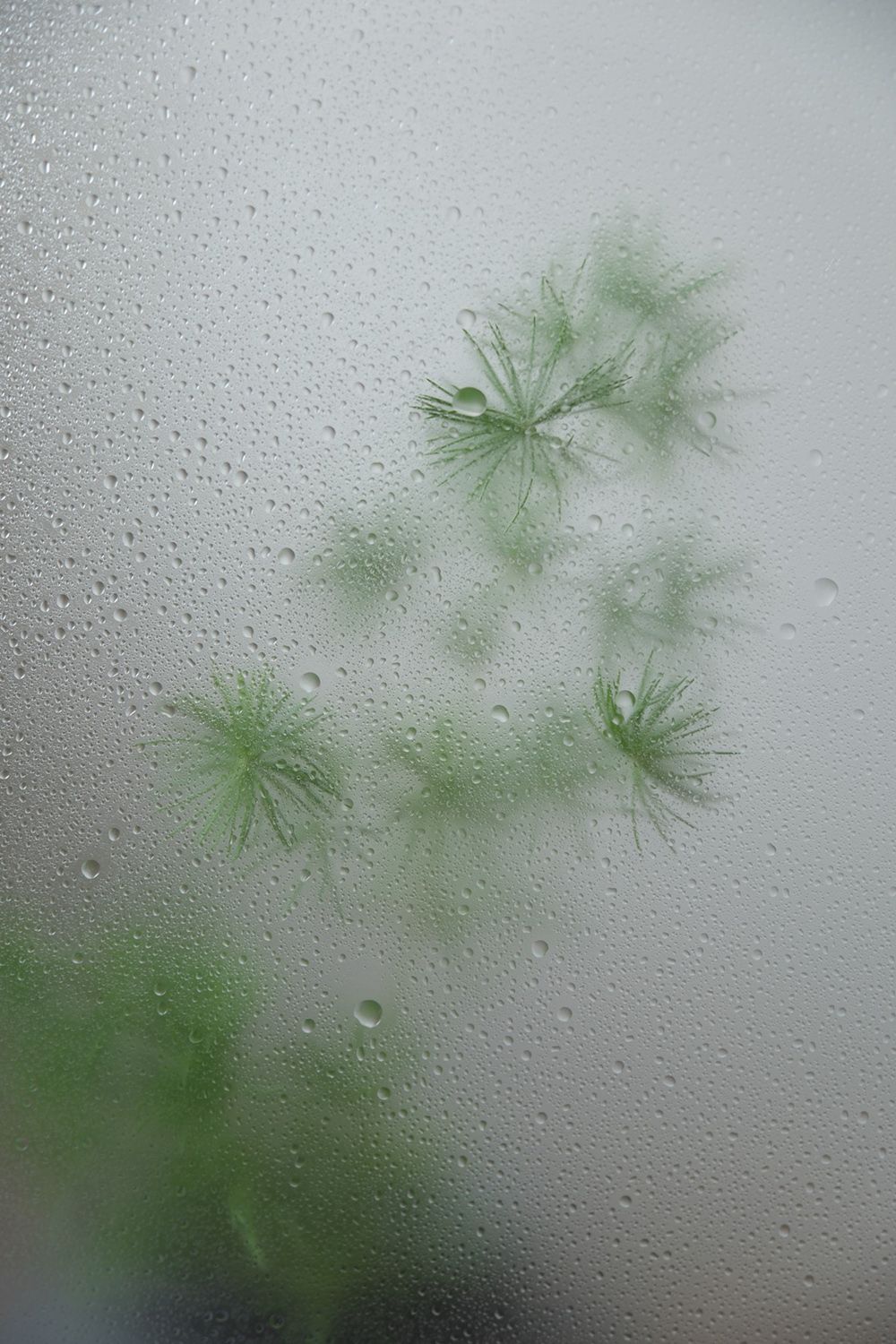 Raindrops on a foggy glass window with blurred green plants visible through it