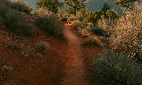 A sandy road leading through trees to a mountain