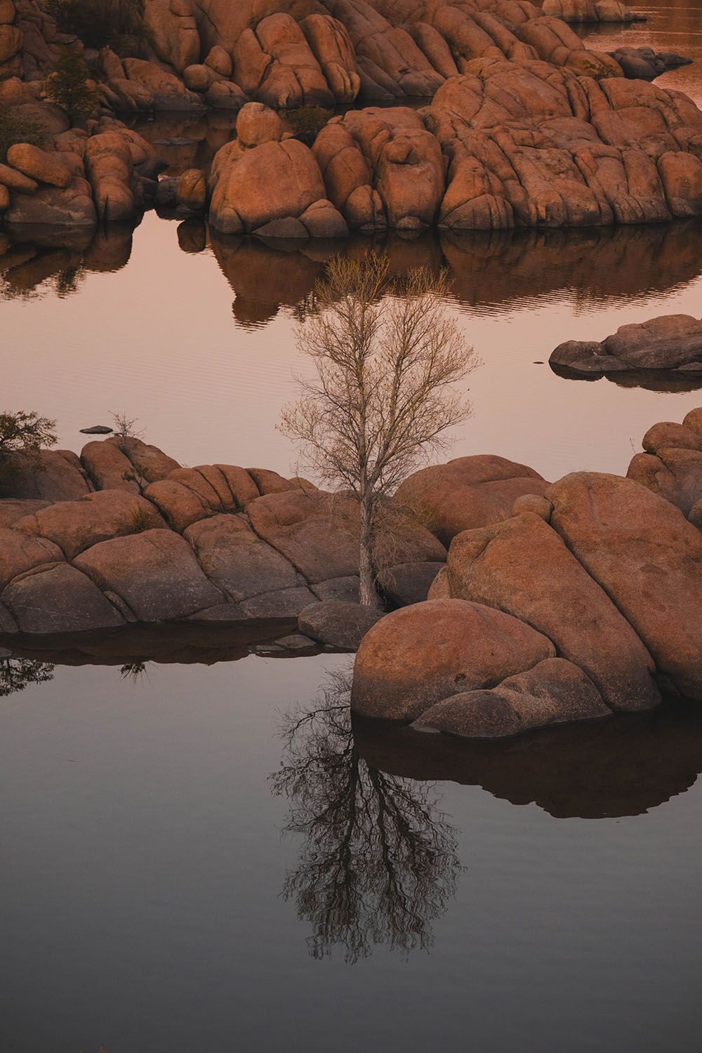 A sparse tree growing surrounded by rocks and a lake