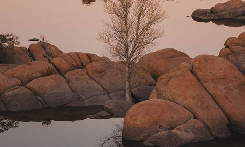 A sparse tree growing surrounded by rocks and a lake