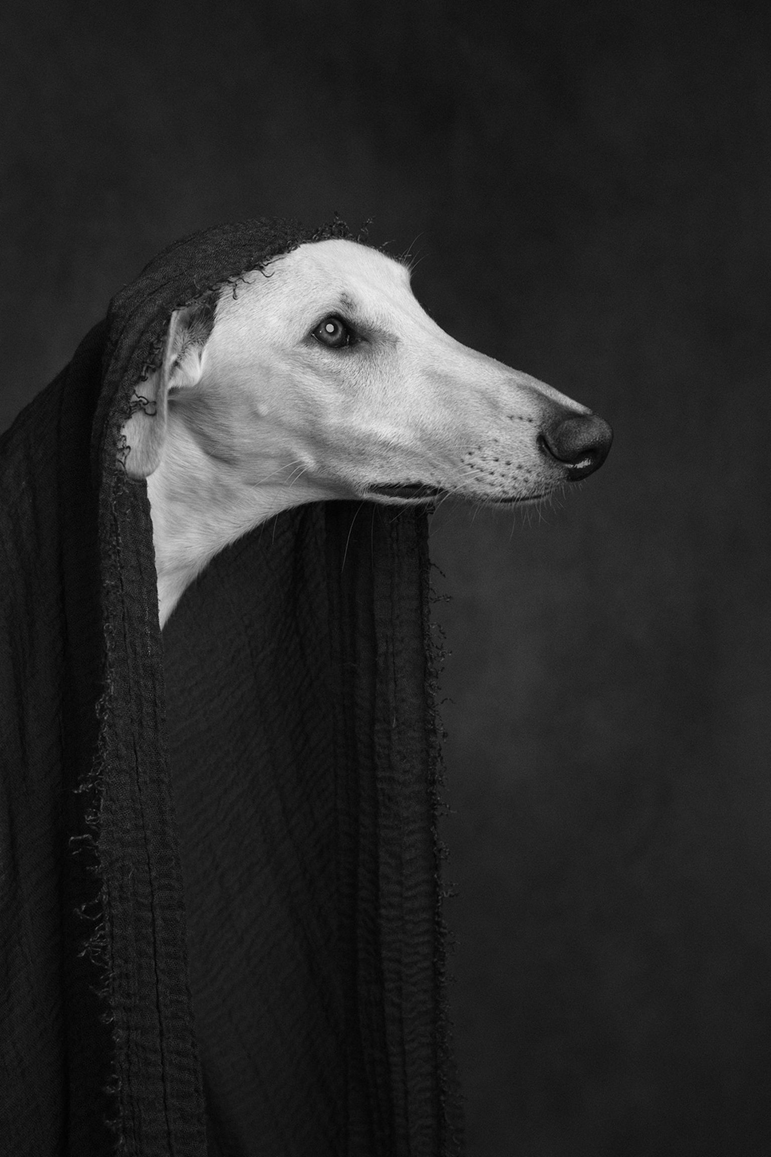 A greyhound with a long snout draped in a dark textured cloth, gazing intently to the right against a dark background