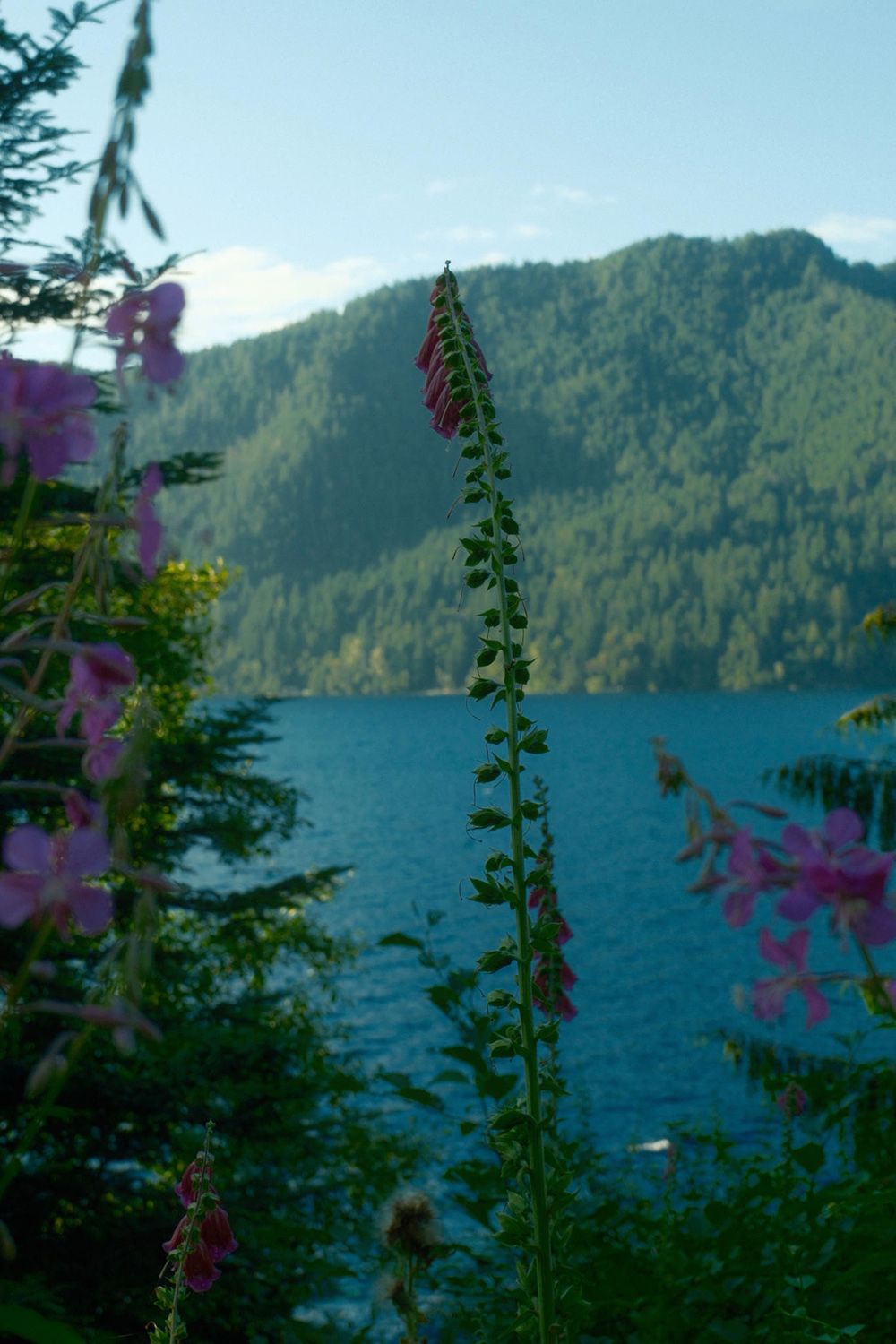 Purple flowers in the foreground with a lake and forested mountains under a clear blue sky in the background