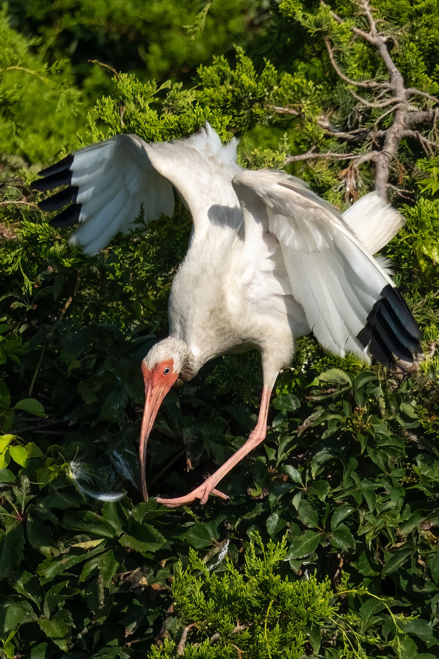 A white ibis bird gracefully extends its wings while perched amidst lush green foliage