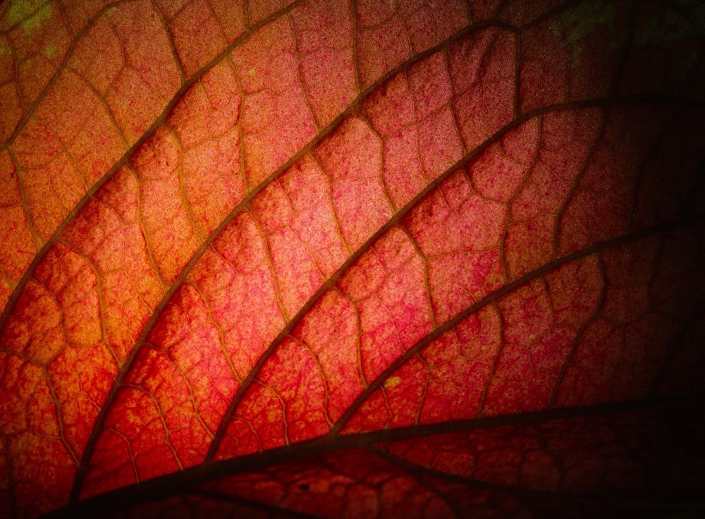 Close-up of a vibrant leaf in shades of red and orange, highlighting intricate veins and a textured surface