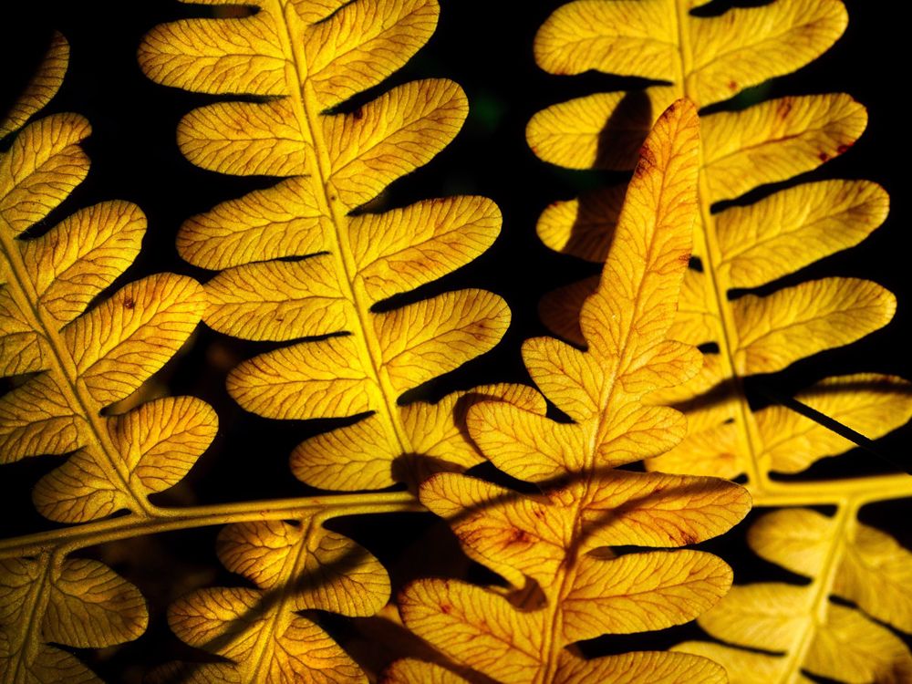 Close-up of backlit golden fern leaves against a dark background, highlighting their intricate patterns and vibrant color