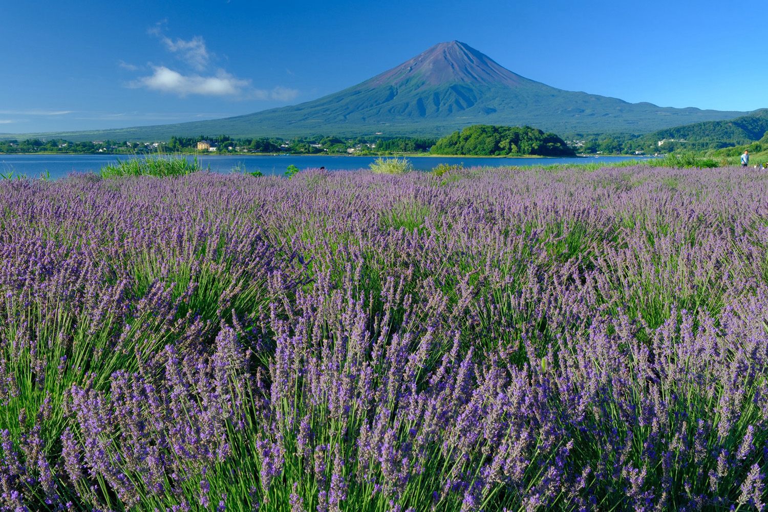 Lavender field with Mount Fuji in the background under a clear blue sky, near a tranquil lake
