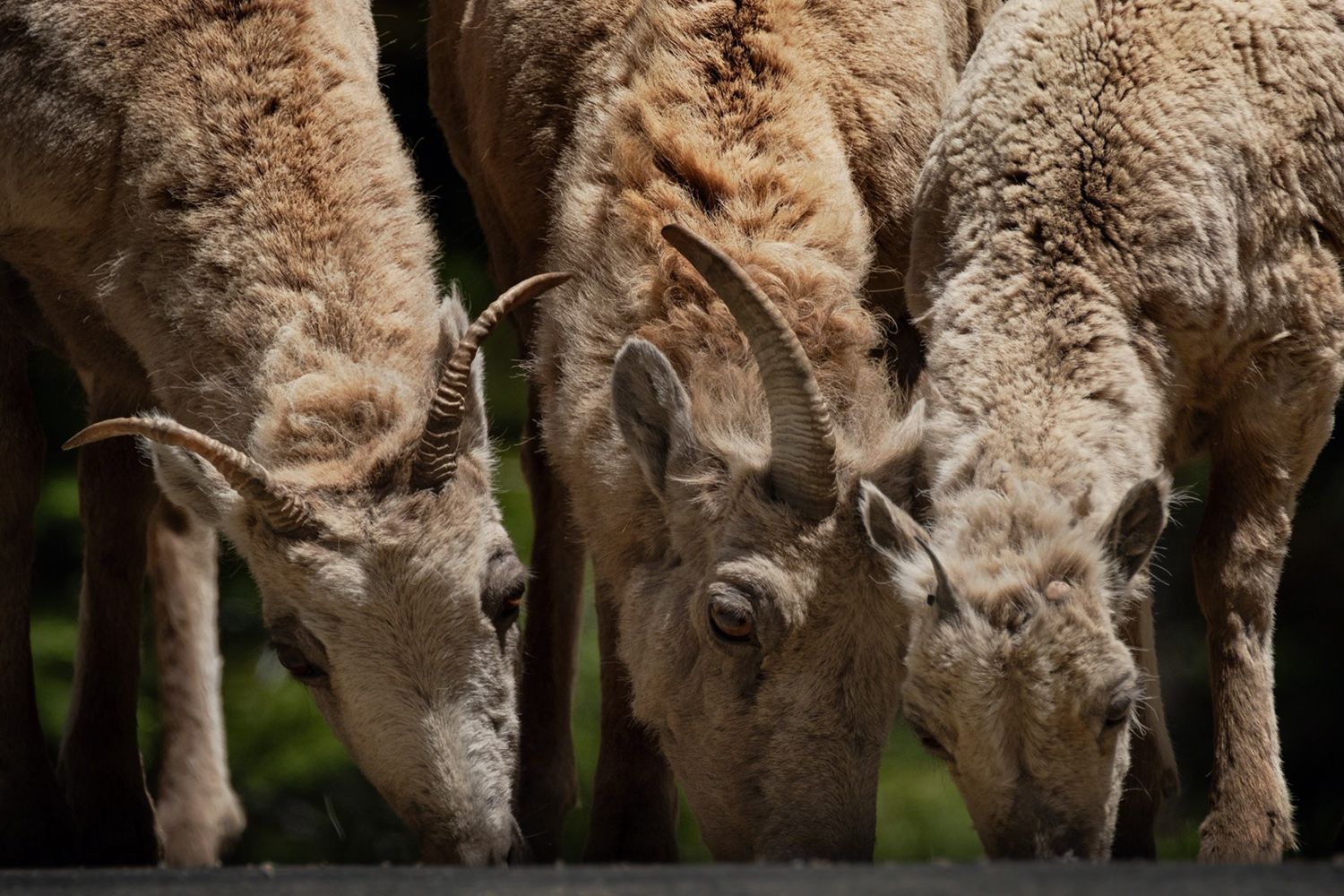 Three mountain goats with curved horns grazing closely together, with a dark, blurred background