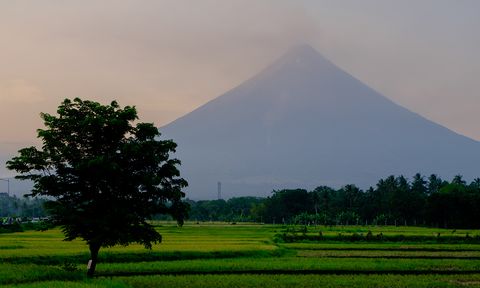 A solitary tree stands in lush green fields with a majestic, mist-covered volcano in the background under a serene sky