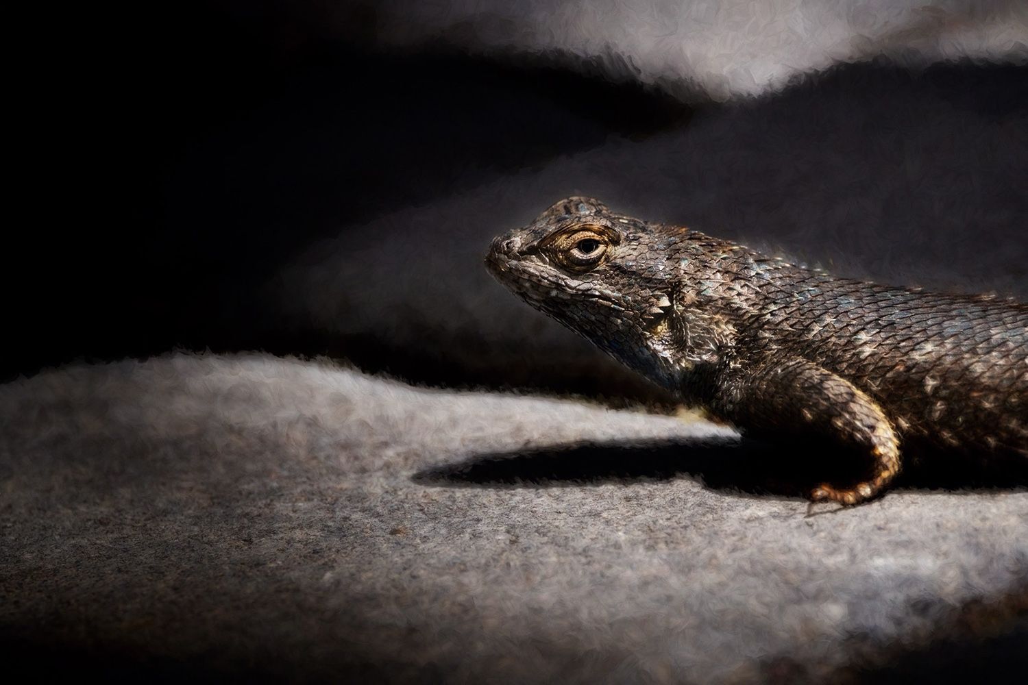 Lizard basking in sunlight on a rough, textured surface, casting a shadow against a dark background