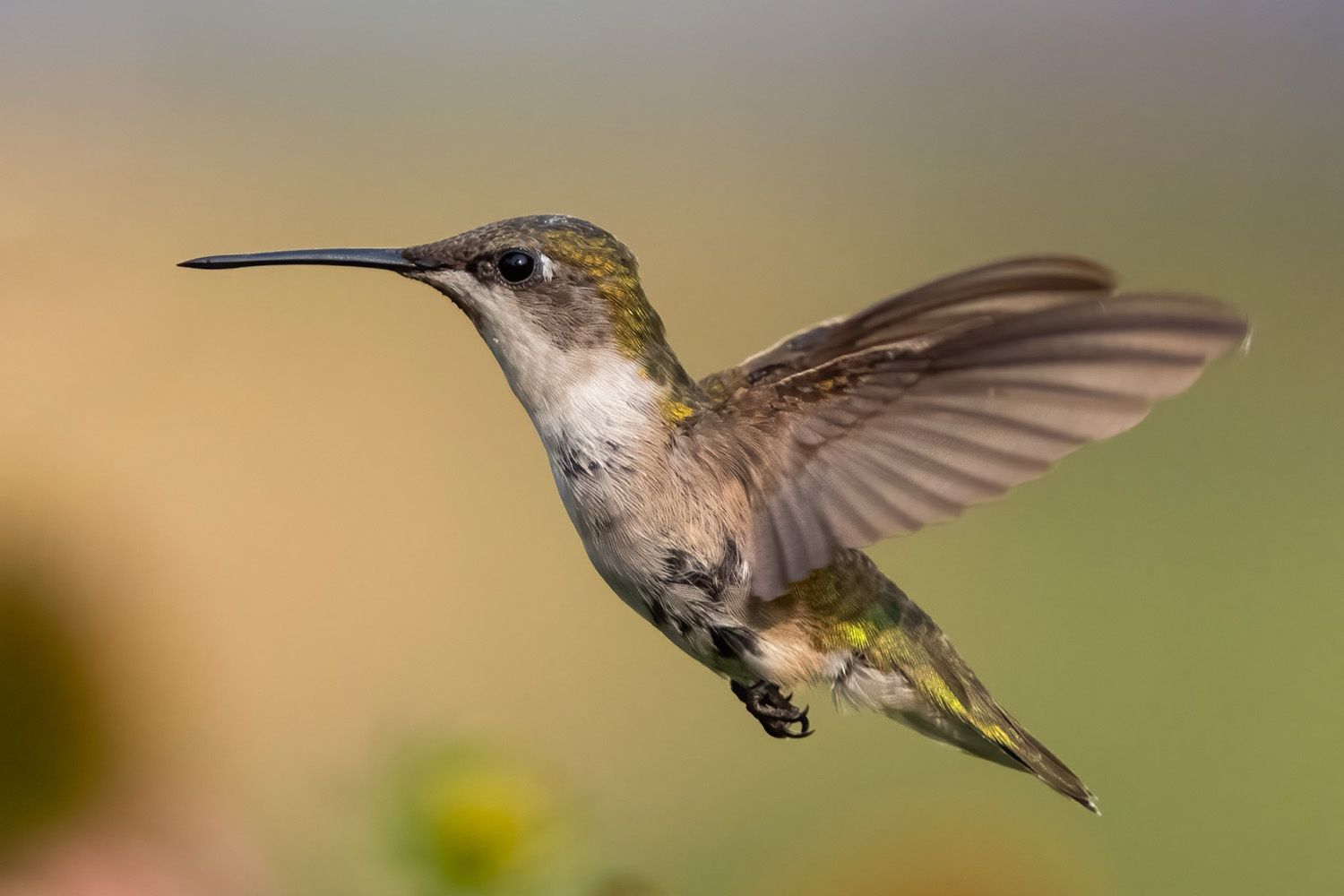 Hummingbird in flight with blurred wings, set against a soft-focus background of green and beige tones