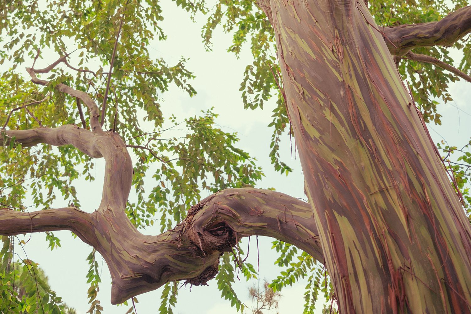Close-up of a tree with smooth bark and twisted branches, surrounded by green foliage against a pale sky