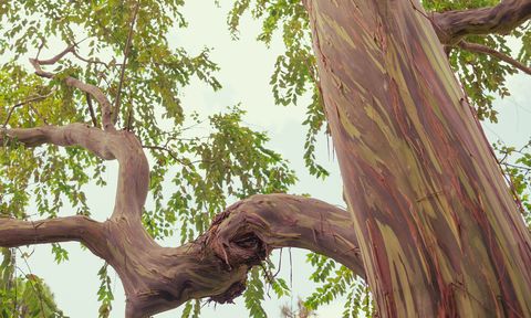 Close-up of a tree with smooth bark and twisted branches, surrounded by green foliage against a pale sky