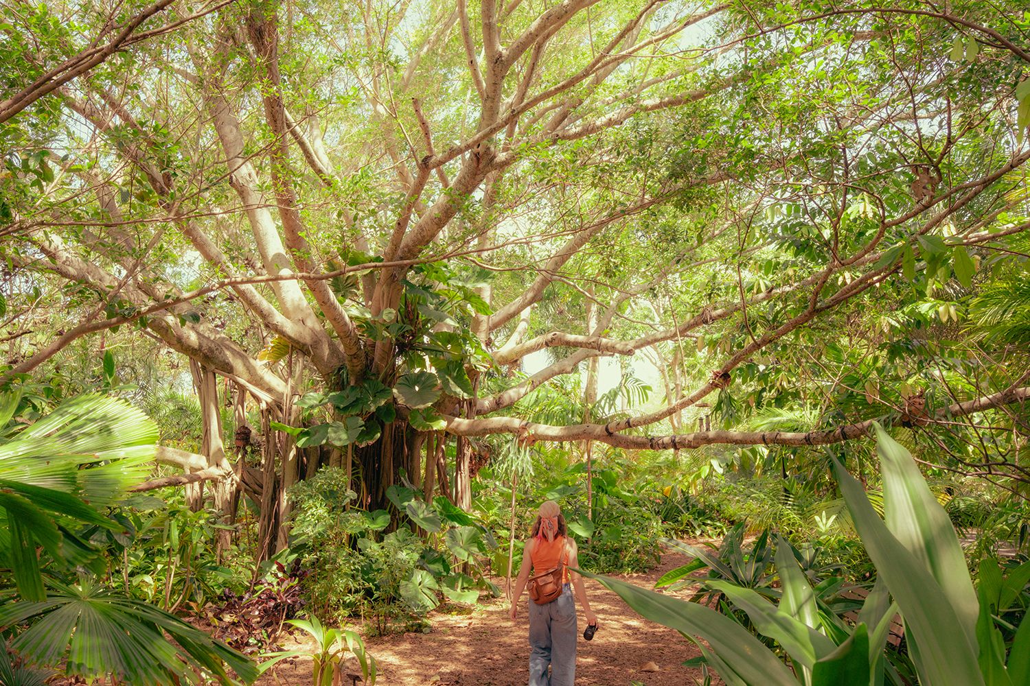 A person with a backpack and camera walks towards a large tree with sprawling branches in a lush, sunlit forest