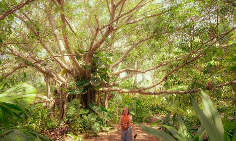 A person with a backpack and camera walks towards a large tree with sprawling branches in a lush, sunlit forest