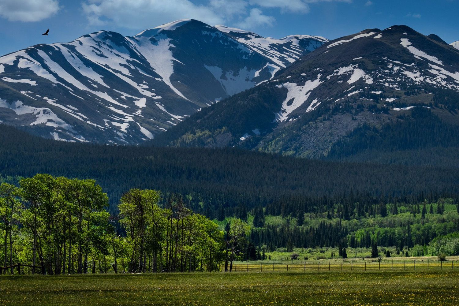 Snow-capped mountains under a clear sky, with lush green trees and a field in the foreground. A bird is flying in the top left corner