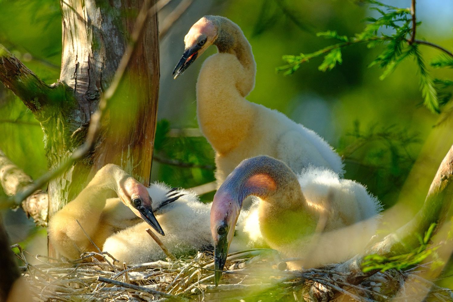 Three fluffy heron chicks sitting in a nest surrounded by green foliage, with one chick standing taller than the others