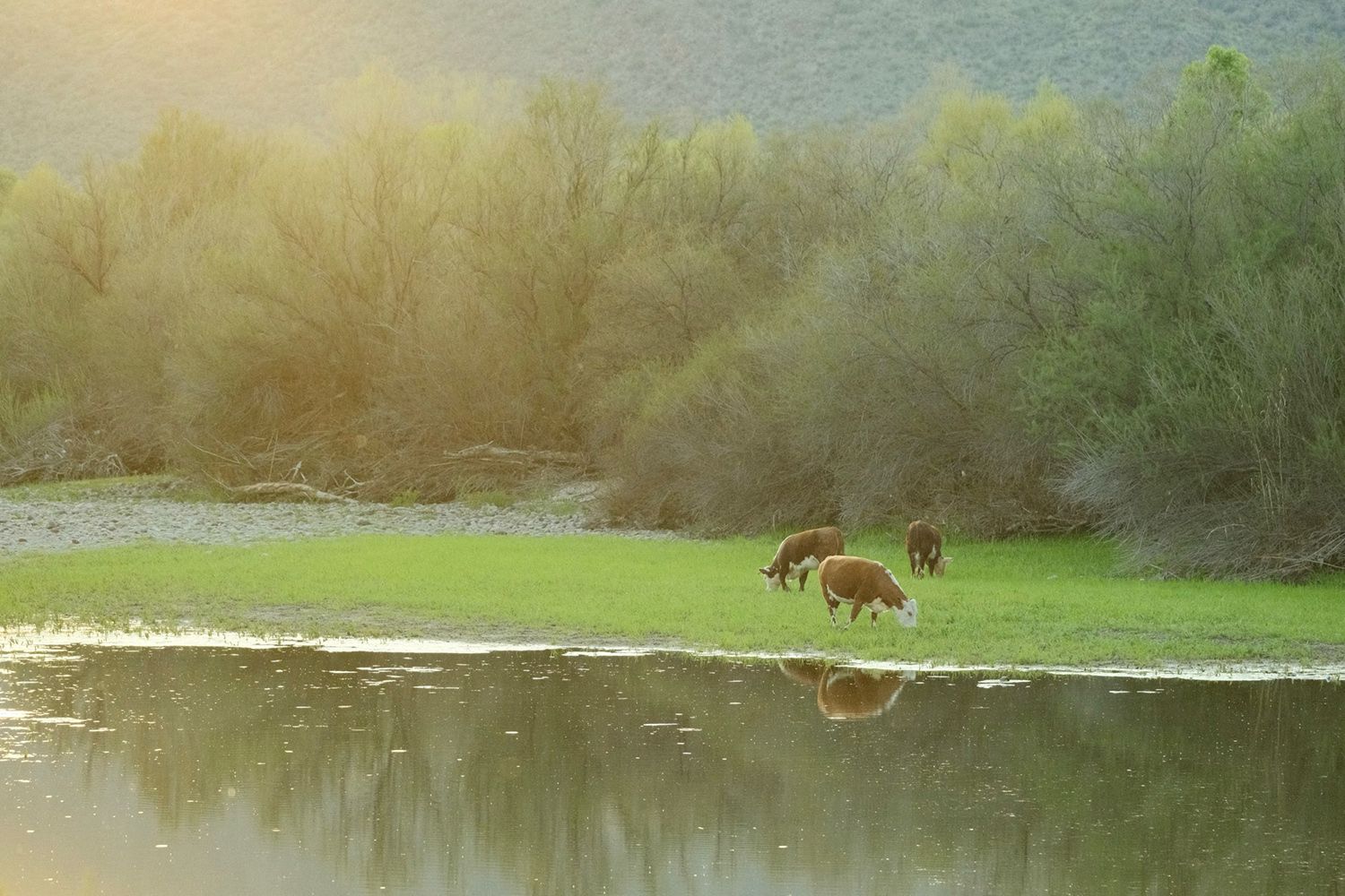 Cows grazing on lush green grass near a tranquil water body with trees in the background under soft sunlight