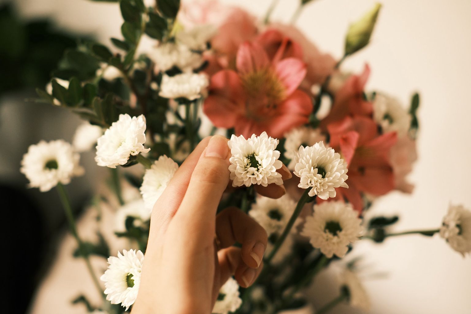 A hand gently holding a small white flower from a bouquet, with larger pink flowers and green leaves in the background