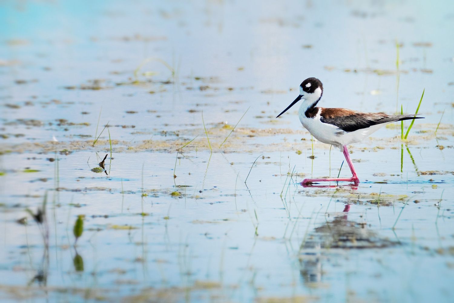 A black-necked stilt with long pink legs and a slender black beak stands in shallow water, surrounded by scattered green reeds