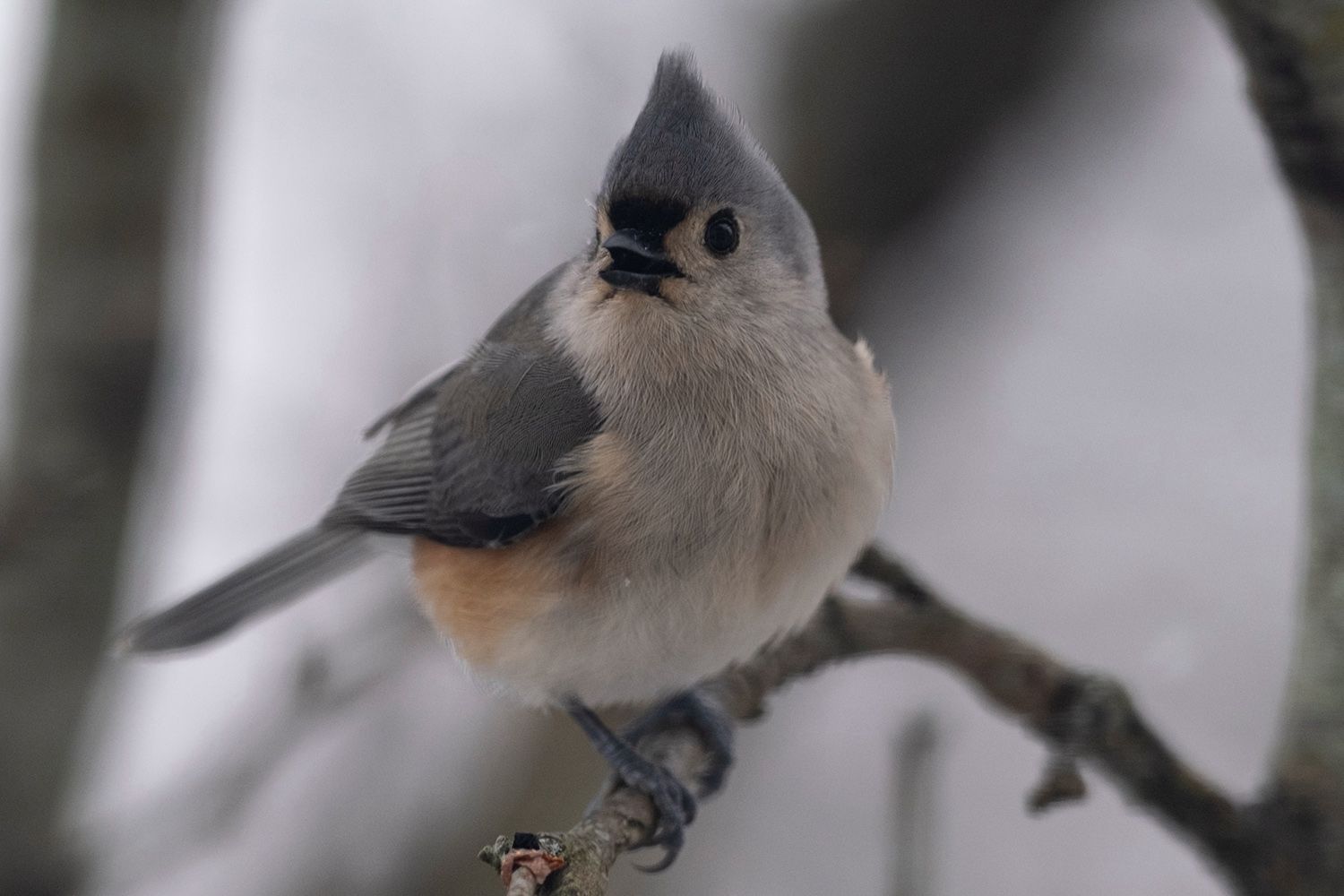 Small bird with a tufted crest standing on a branch, displaying gray, black, and soft brown plumage, against a blurred background