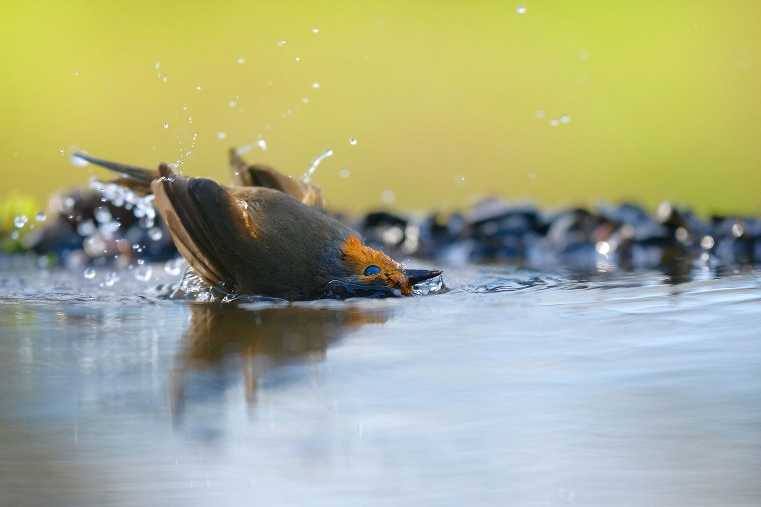 A small bird with orange markings splashes joyfully in shallow water, causing droplets to fly in the bright, sunny setting
