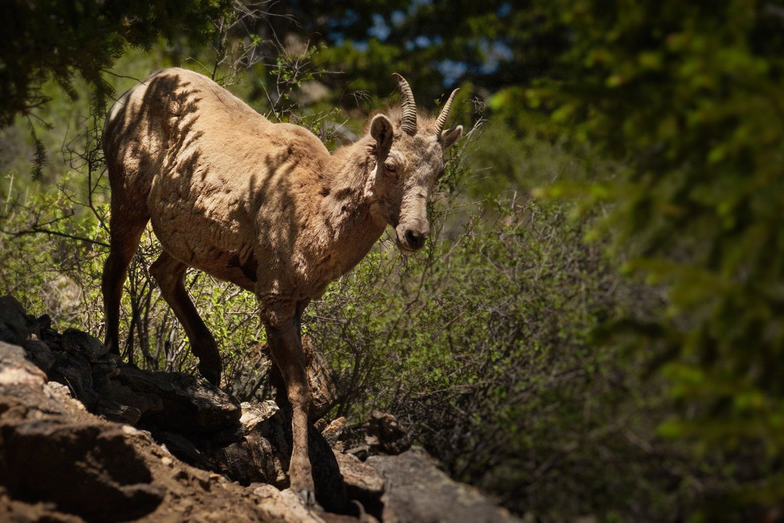 A bighorn sheep walking down a rocky, forested hill, partially shaded by surrounding trees and bushes