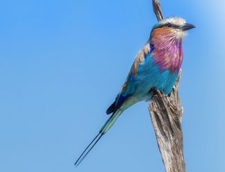 Wildlife Photography Pro Tips: How to Keep it Simple