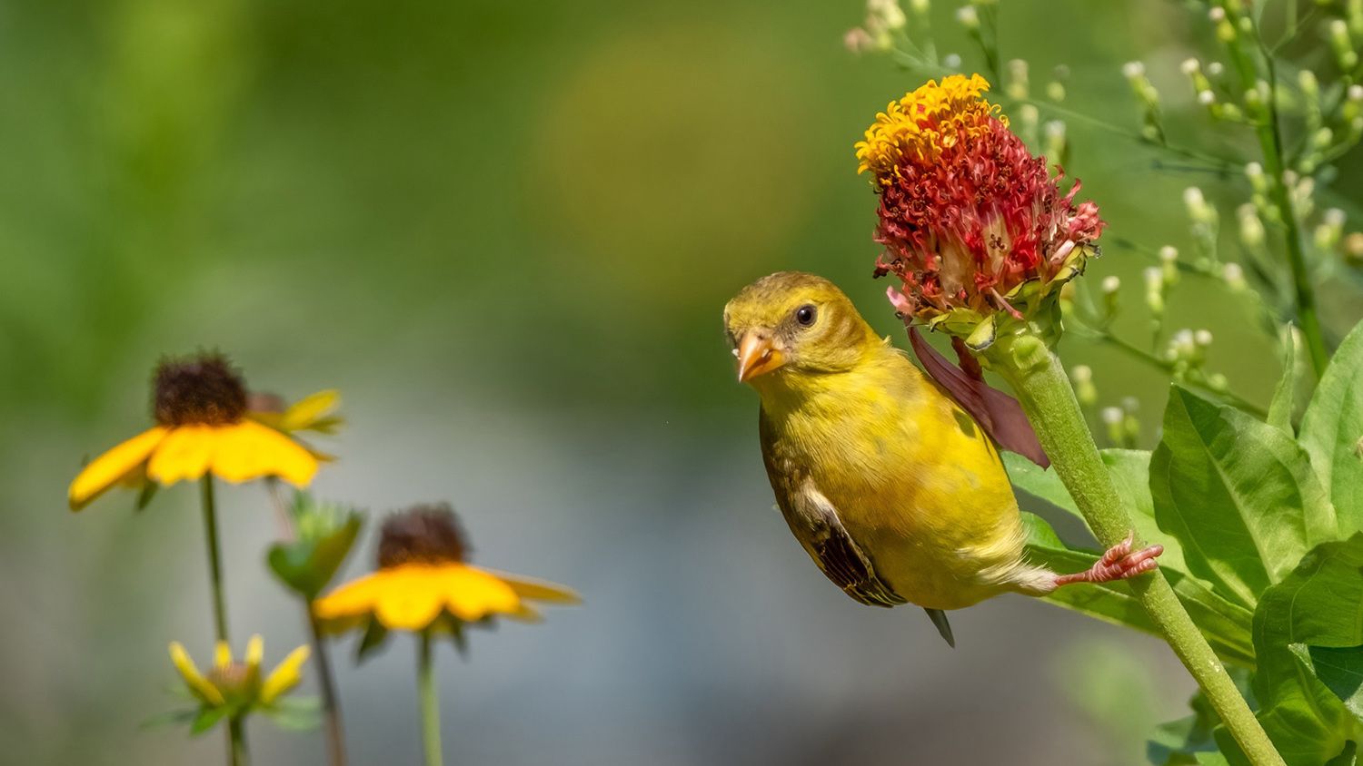 The Best Fujifilm X Series Lenses for Wildlife Photography