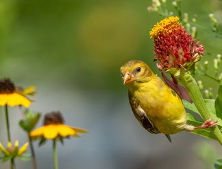 The Best Fujifilm X Series Lenses for Wildlife Photography