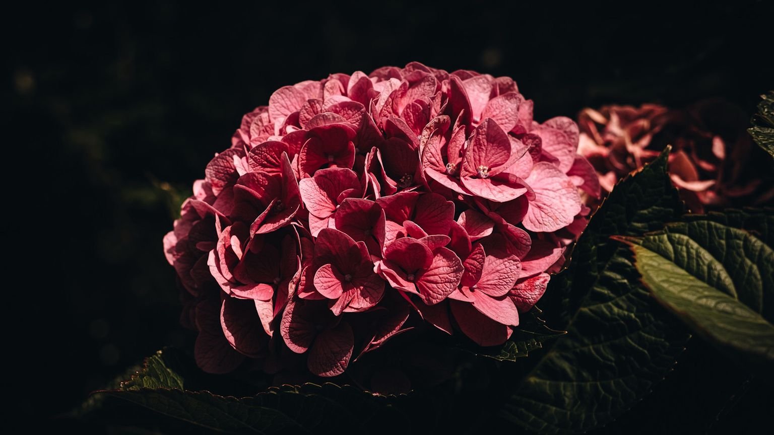 Pink hydrangea flower blossom with lush petals, surrounded by dark green leaves, against a dark background