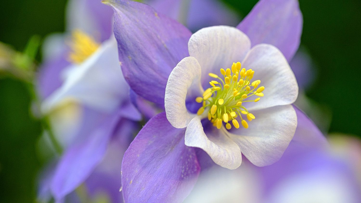 Learn Manual Focus Techniques for Sharper Macro Photos
