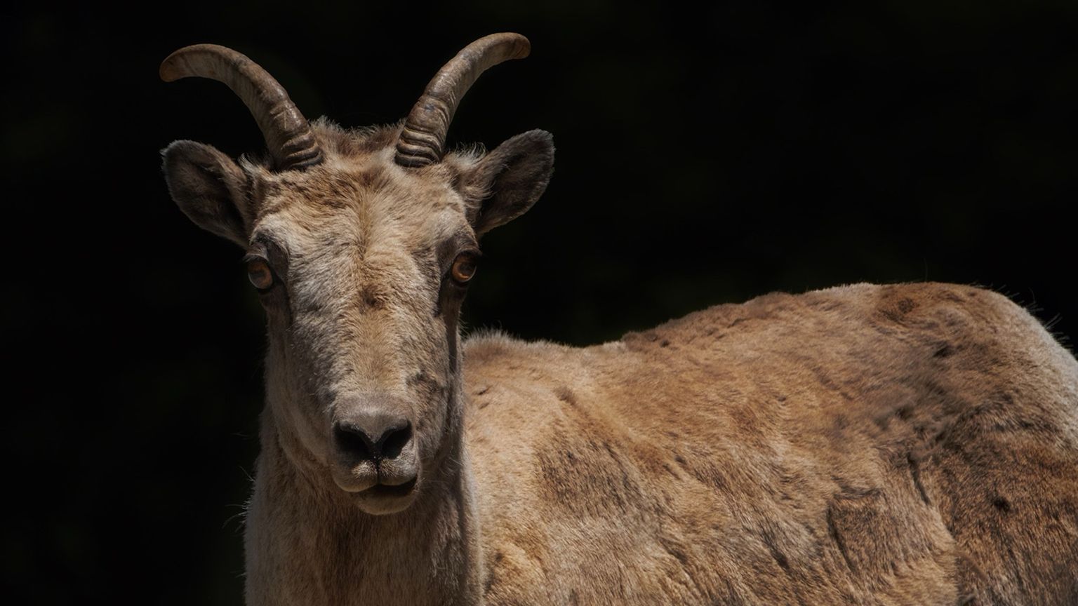 A close-up of a goat with curved horns, looking directly at the camera against a dark background