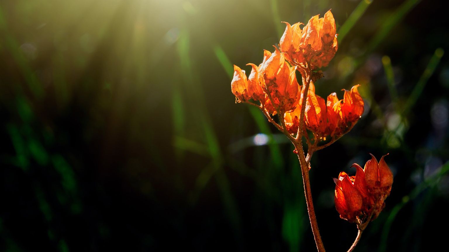 Red-orange flowers illuminated by sunlight against a dark, blurred background, creating a warm, serene atmosphere