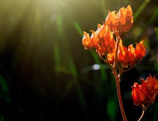Exploring the Meaning of Nature with the Power of XF30mmF2.8 Macro