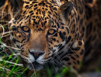 Large Format Wildlife Photography with FUJIFILM GFX100S II
