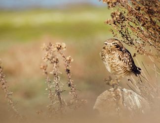 How a Lightweight Telephoto Changes the Game for Wildlife Photography