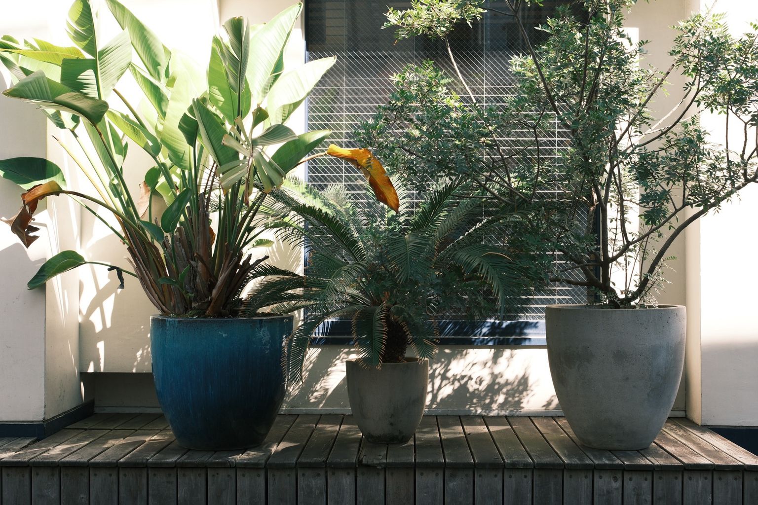 Three potted plants on a wooden deck