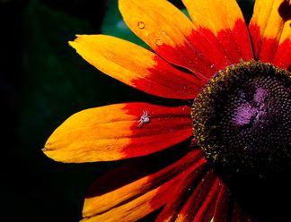 Small Wonders: Great Macro Lenses