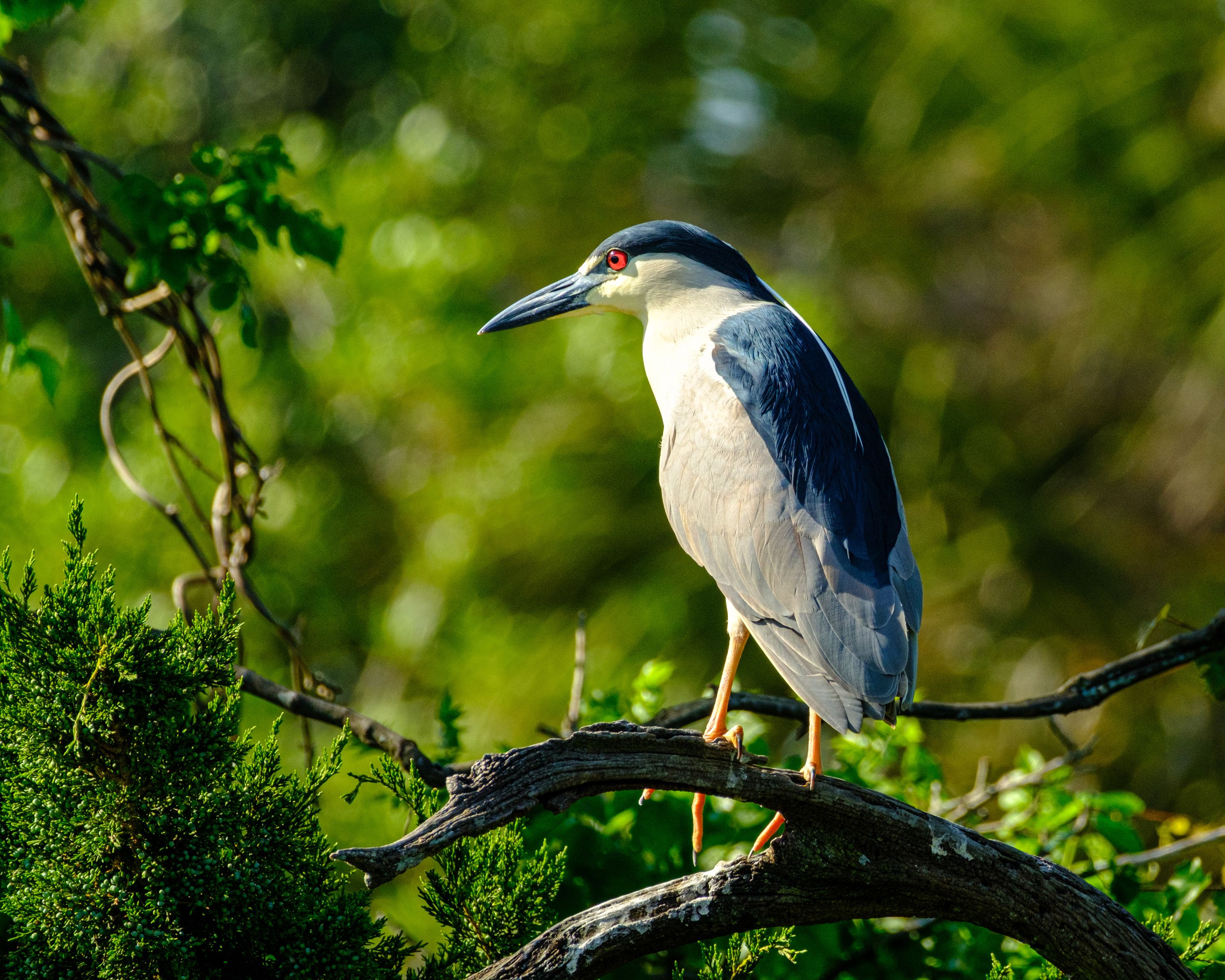 FUJIFILM Shop USA | Which Telephoto Lenses are Best for Wildlife