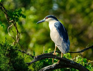 Which Telephoto Lenses are Best for Wildlife Photography?