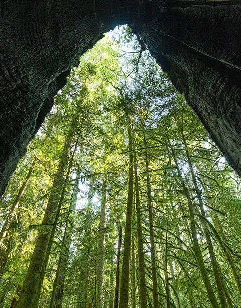 View from inside a hollow tree trunk looking up at tall, green forest trees with sunlight filtering through the leaves.