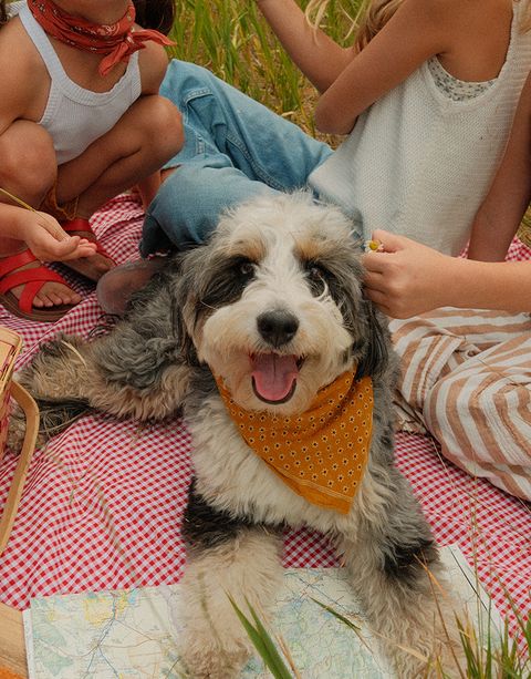A fluffy dog wearing a yellow bandana sits on a picnic blanket with children around, next to a map in a grassy area.
