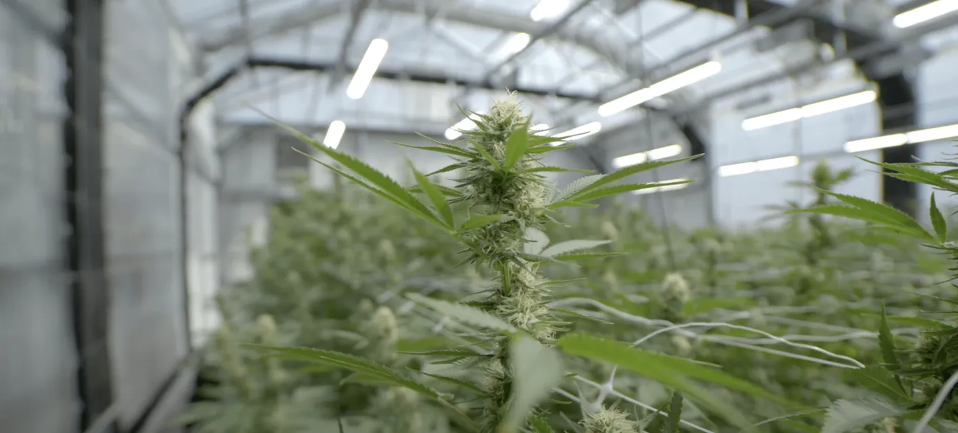 On the farm with Stoney Branch